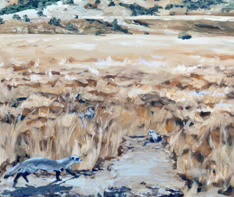 A Busyness of 5 Black-footed Ferrets A Busyness of 5 Black-footed Ferrets